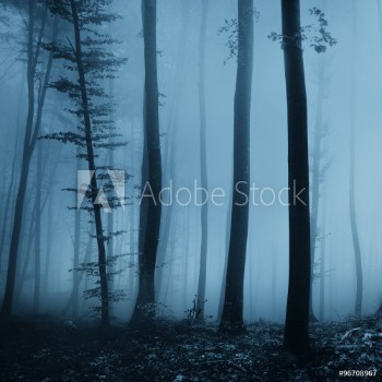 Picture of Magic foggy turquoise blue light color forest scene background